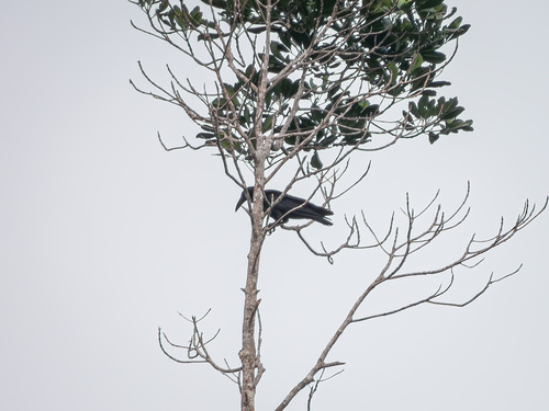 Long-billed Crow (Corvus validus), photo 4