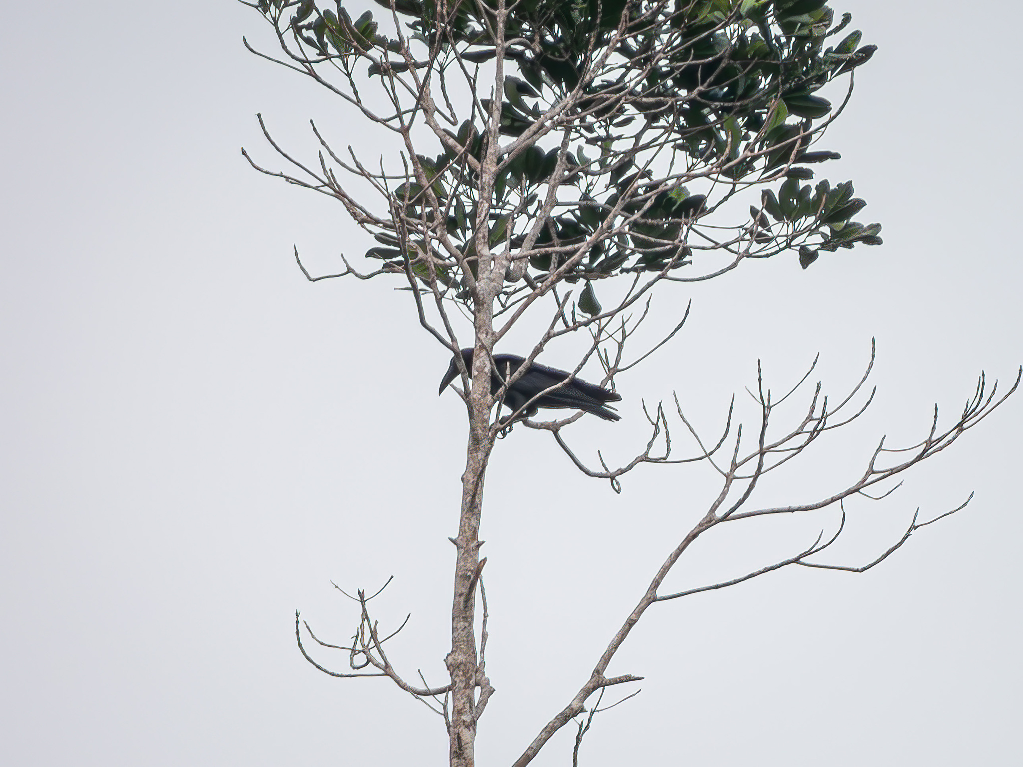 Long-billed Crow (Corvus validus), photo 2