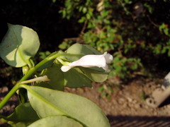 Codonanthopsis macradenia