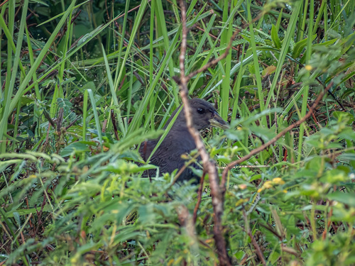 Pale-vented Bush-hen (Amaurornis moluccana), photo 4