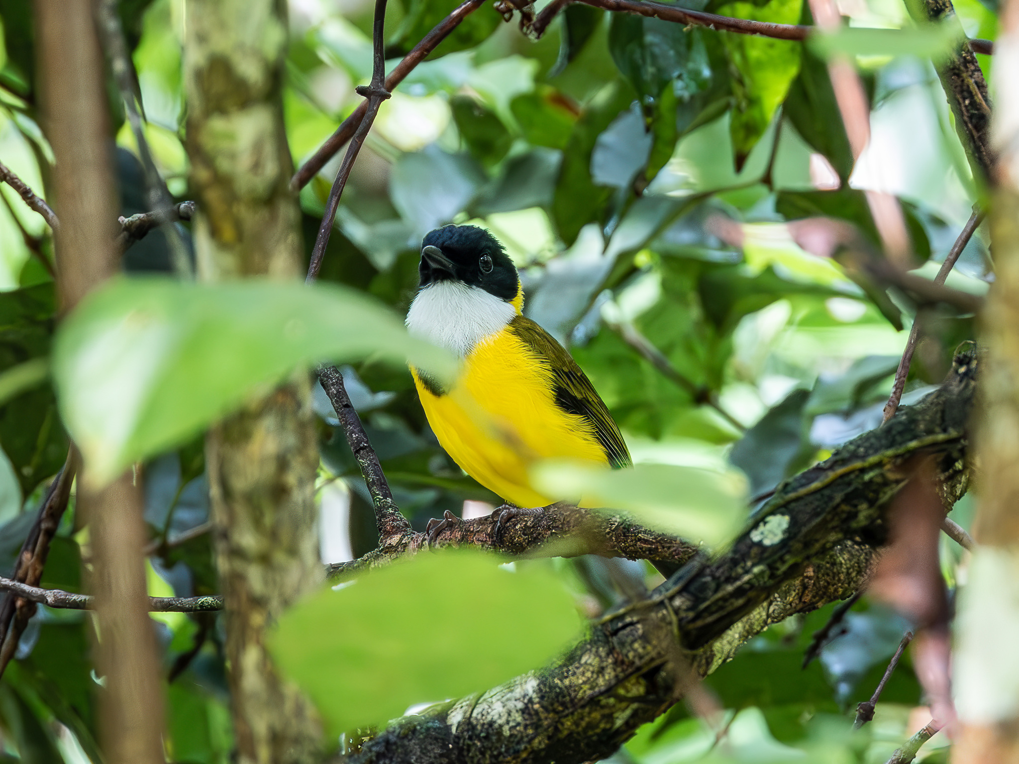 Black-chinned Whistler (Pachycephala mentalis), photo 2