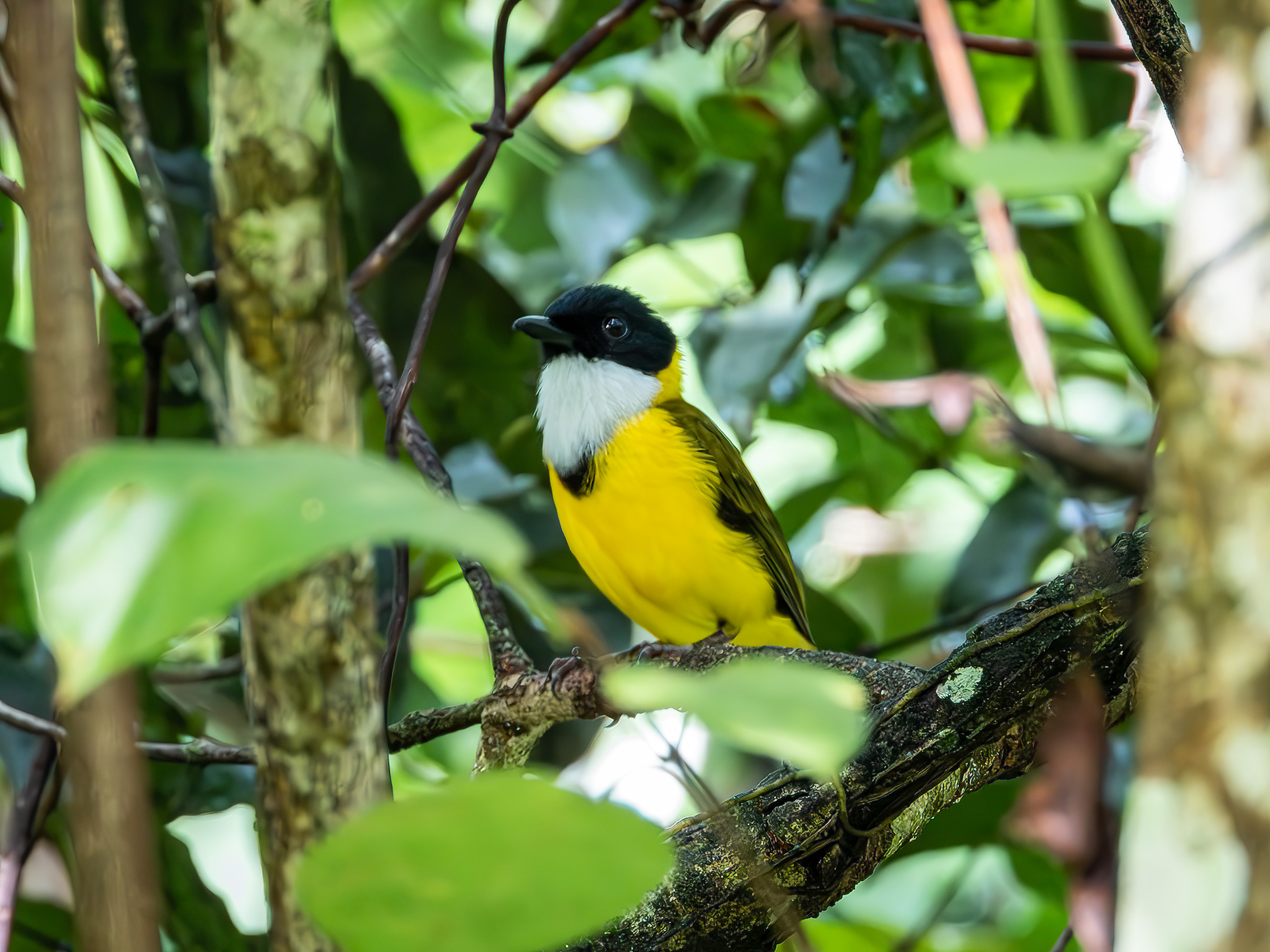 Black-chinned Whistler (Pachycephala mentalis), photo 1