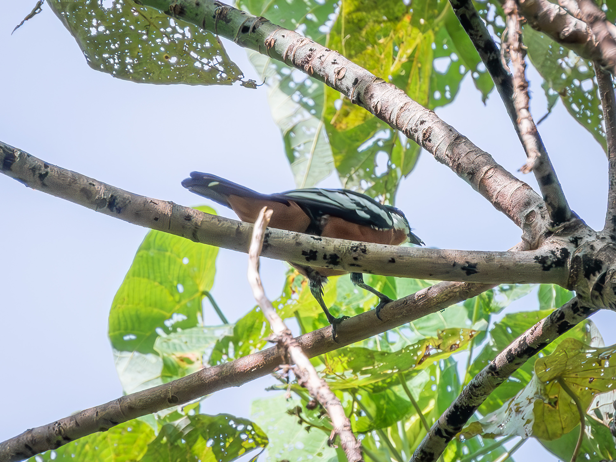 Rufous-bellied Triller (Lalage aurea), photo 6