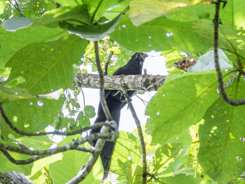 Goliath Coucal (Centropus goliath), photo 8