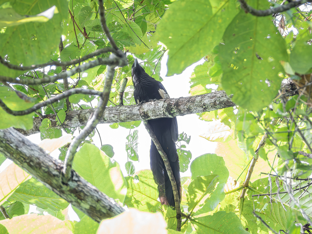 Goliath Coucal (Centropus goliath)