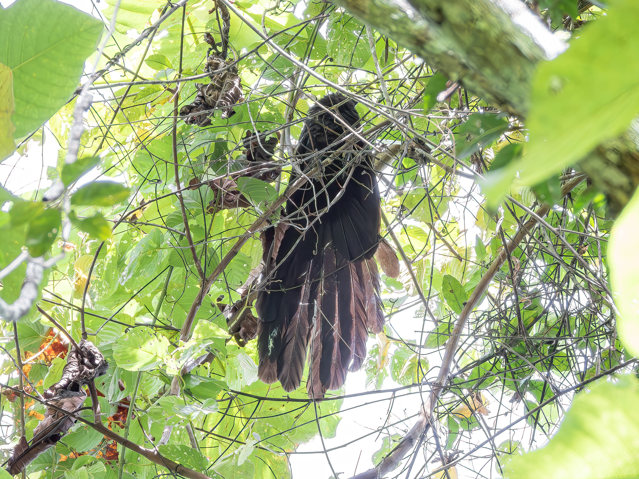 Goliath Coucal (Centropus goliath), photo 4