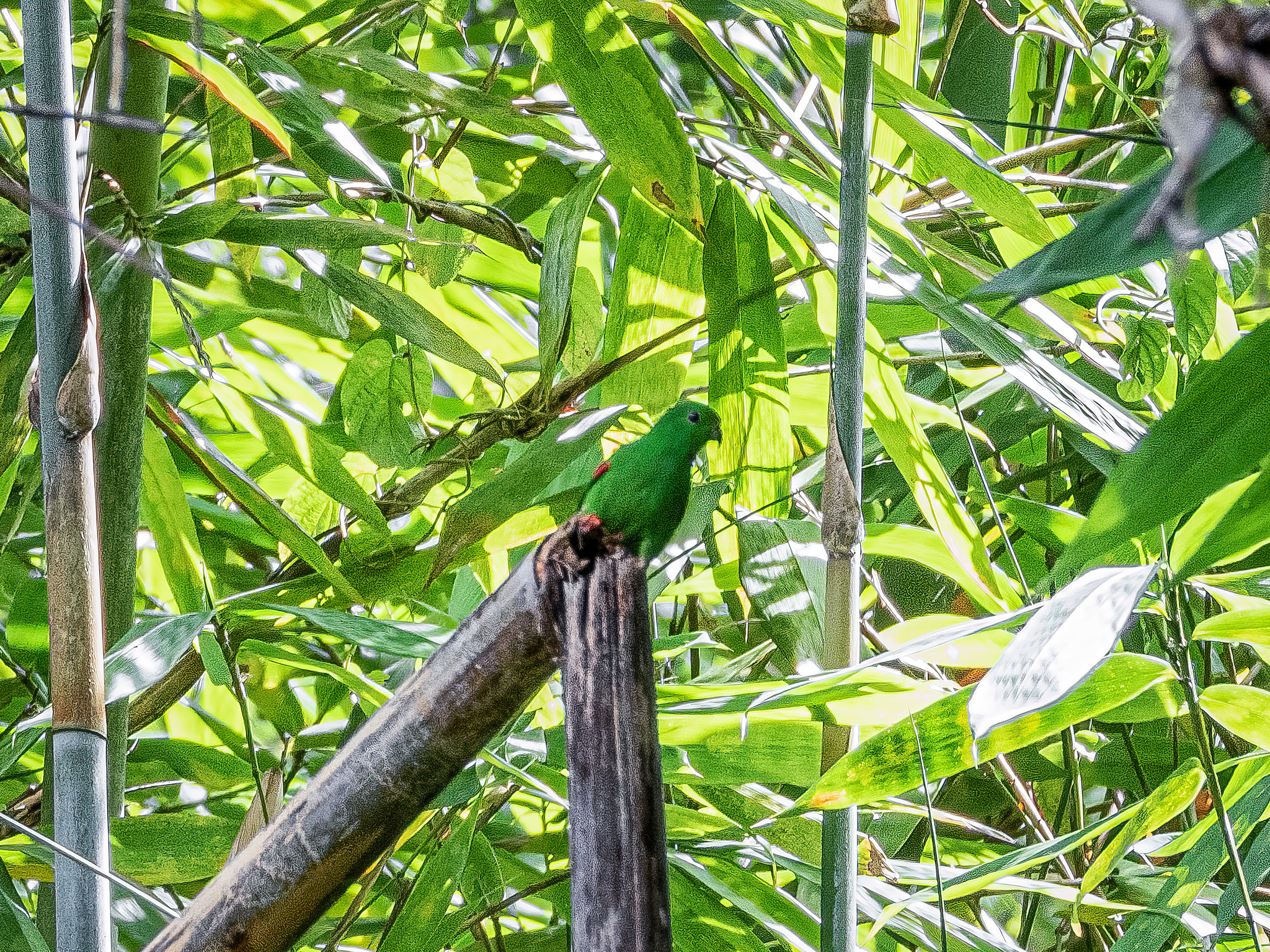 Moluccan Hanging Parrot (Loriculus amabilis), photo 1