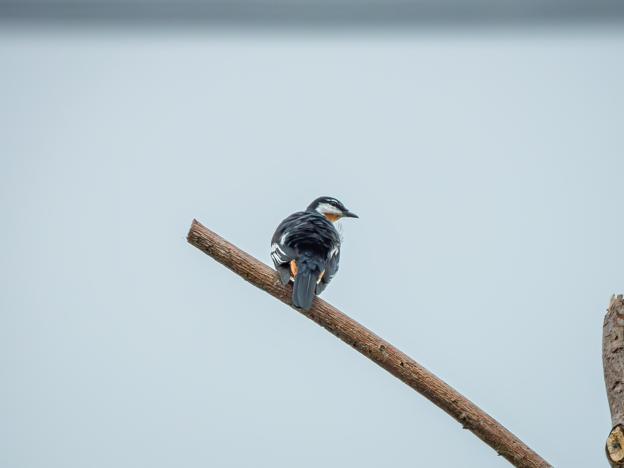 Rufous-bellied Triller (Lalage aurea), photo 5