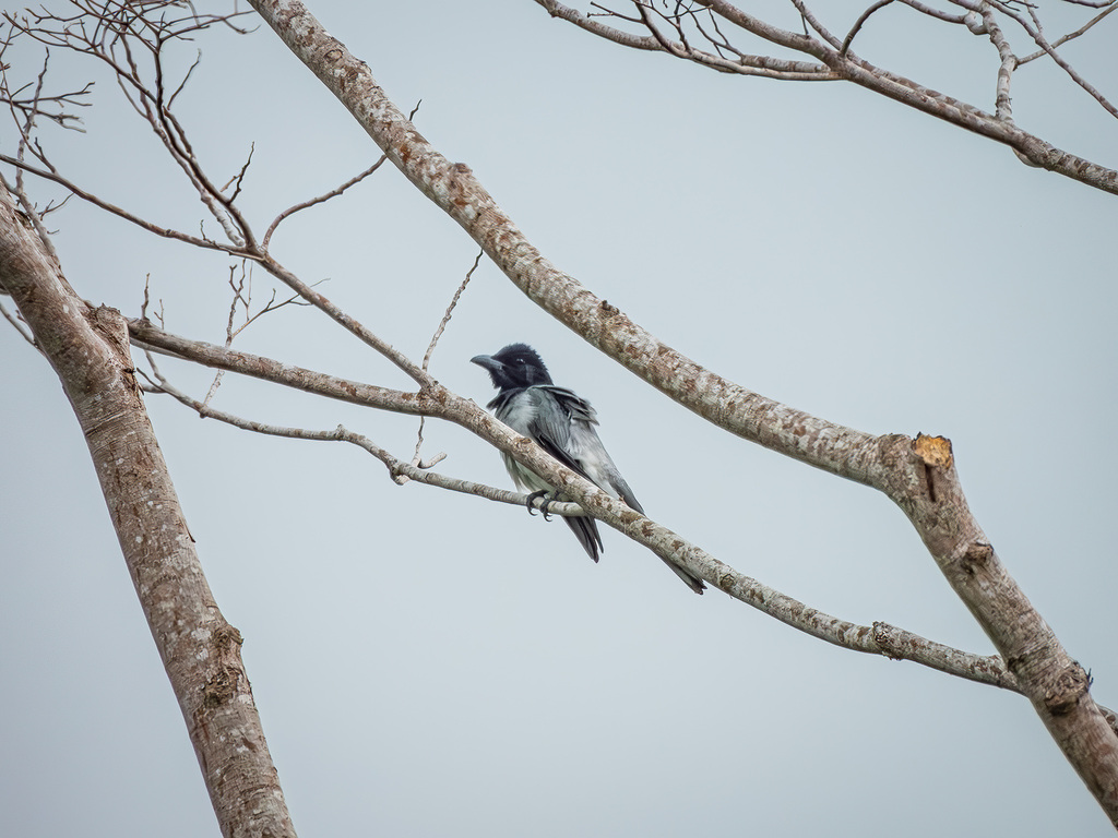 Moluccan Cuckoo-shrike (Coracina atriceps)