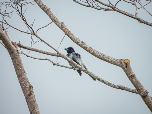 Moluccan Cuckooshrike (Coracina atriceps)