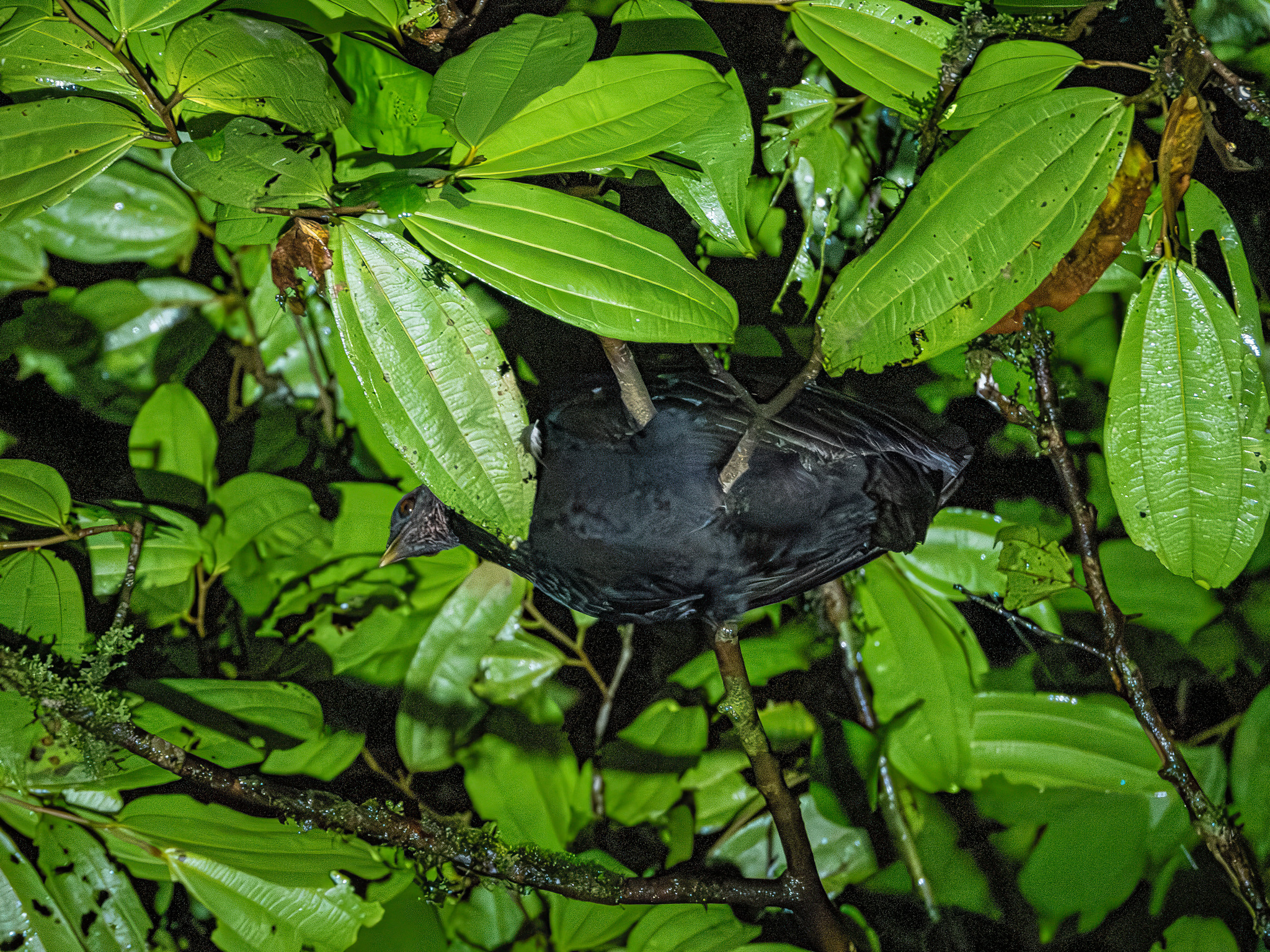 Dusky Megapode (Megapodius freycinet), photo 1