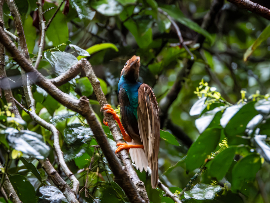 Standardwing (Semioptera wallacii)