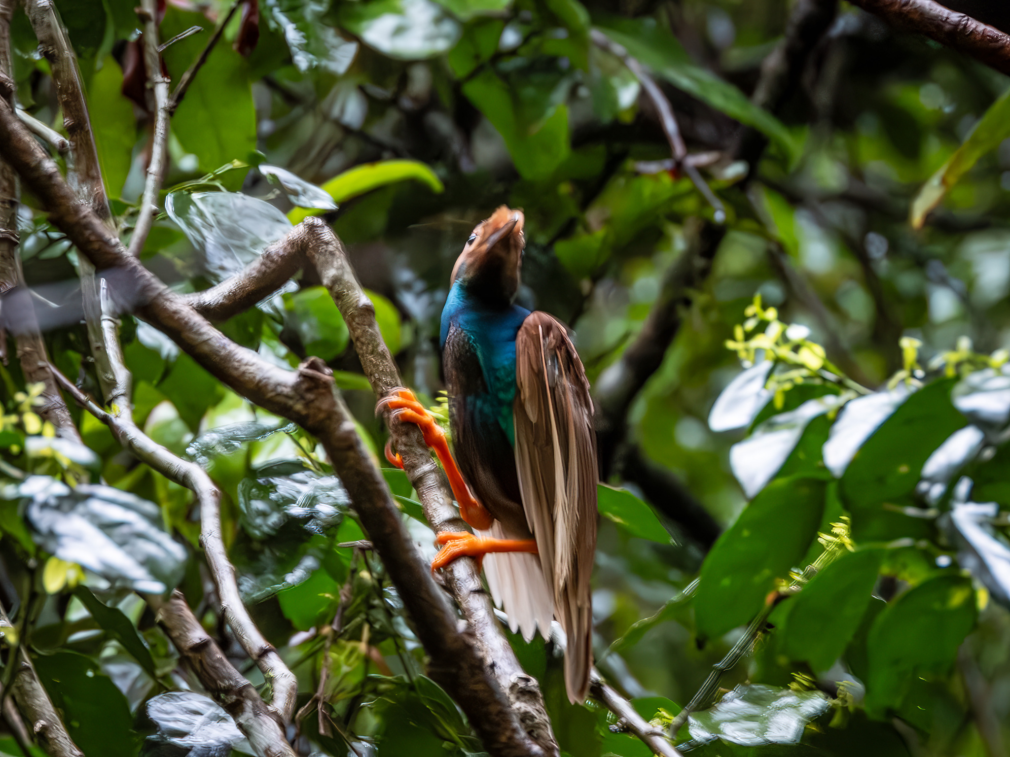 Standardwing (Semioptera wallacii), photo 10