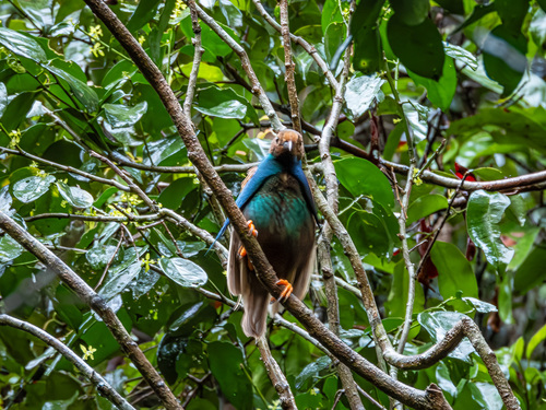 Standardwing (Semioptera wallacii), photo 10