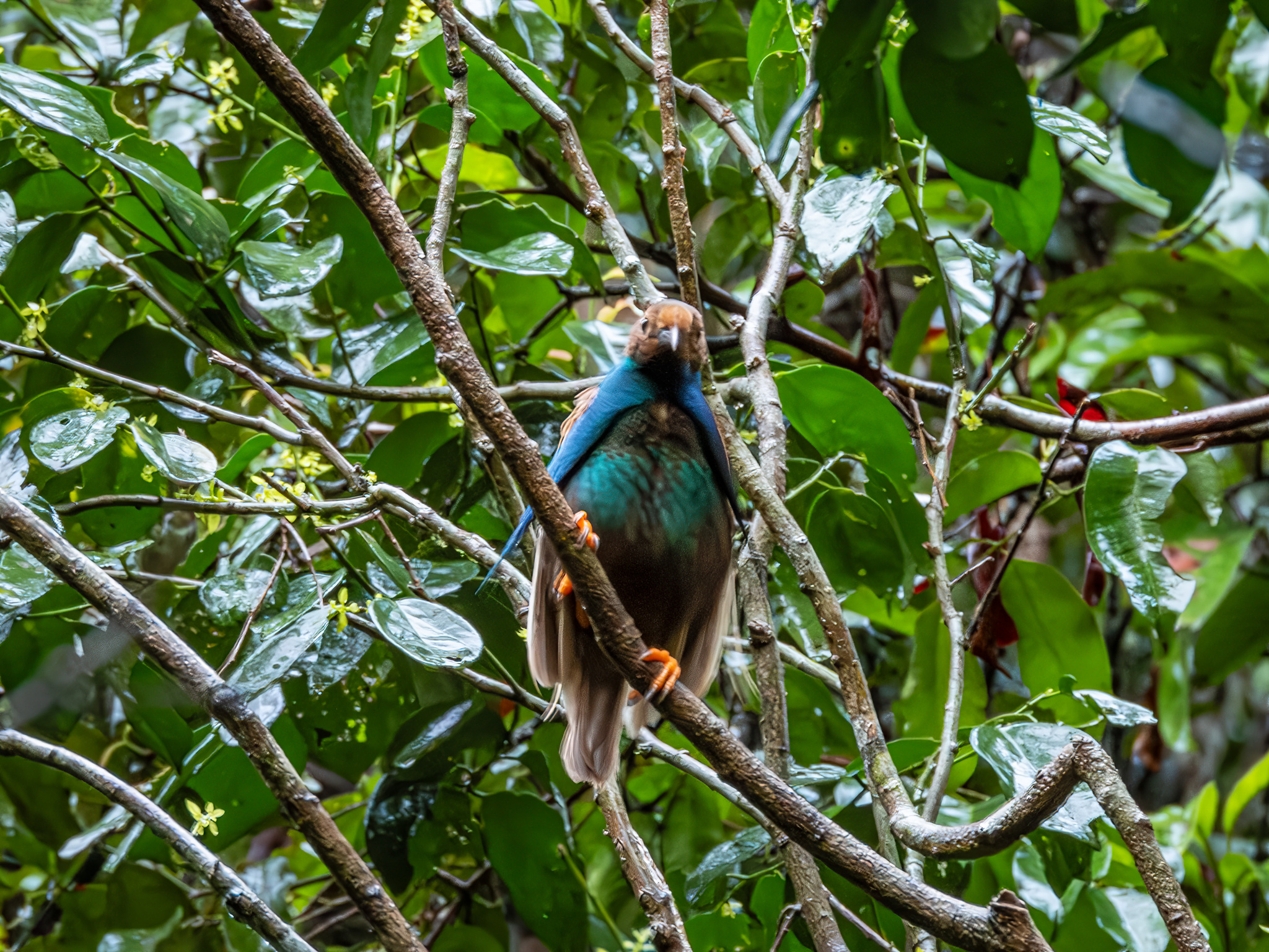 Standardwing (Semioptera wallacii), photo 9