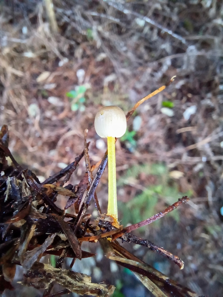 Mycena subviscosa · June 2025 · photo: © steviakiwi23 (iNaturalist, cc0)