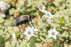 Osca albithorax