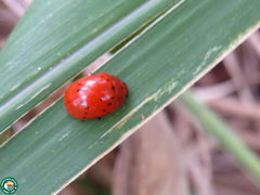 Stilodes nigriventris