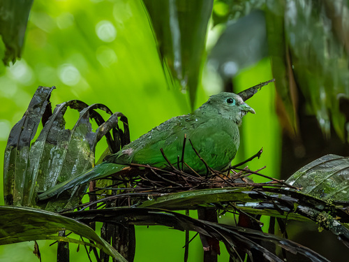 Scarlet-breasted Fruit Dove (Megaloprepia formosa), photo 2