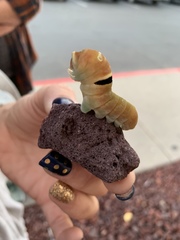 Papilio multicaudata