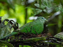 Scarlet-Breasted Fruit-Dove photo 5