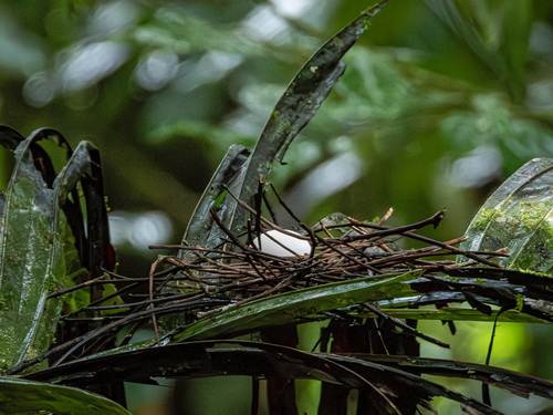 Scarlet-breasted Fruit Dove (Megaloprepia formosa), photo 6