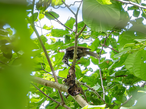 White-streaked Friarbird (Melitograis gilolensis), photo 7