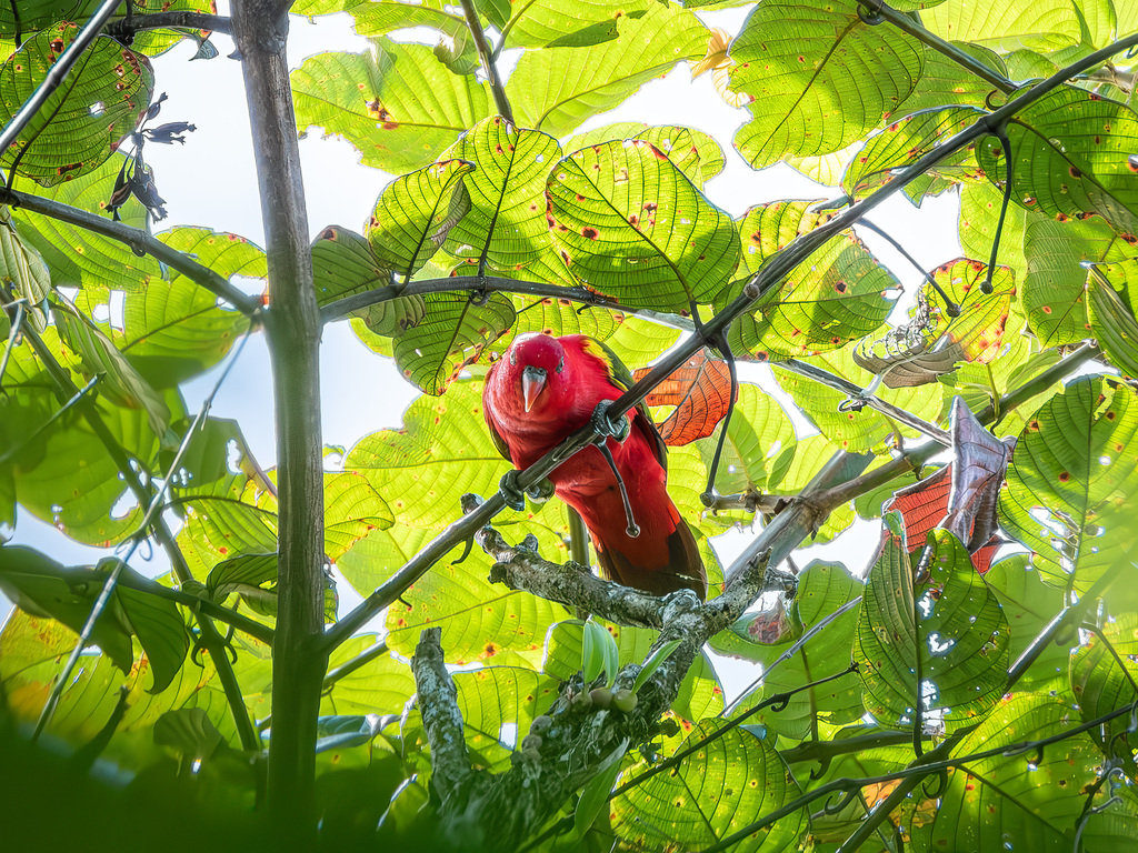 Kasturi ternate (Lorius garrulus)