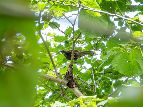 White-streaked Friarbird (Melitograis gilolensis), photo 5