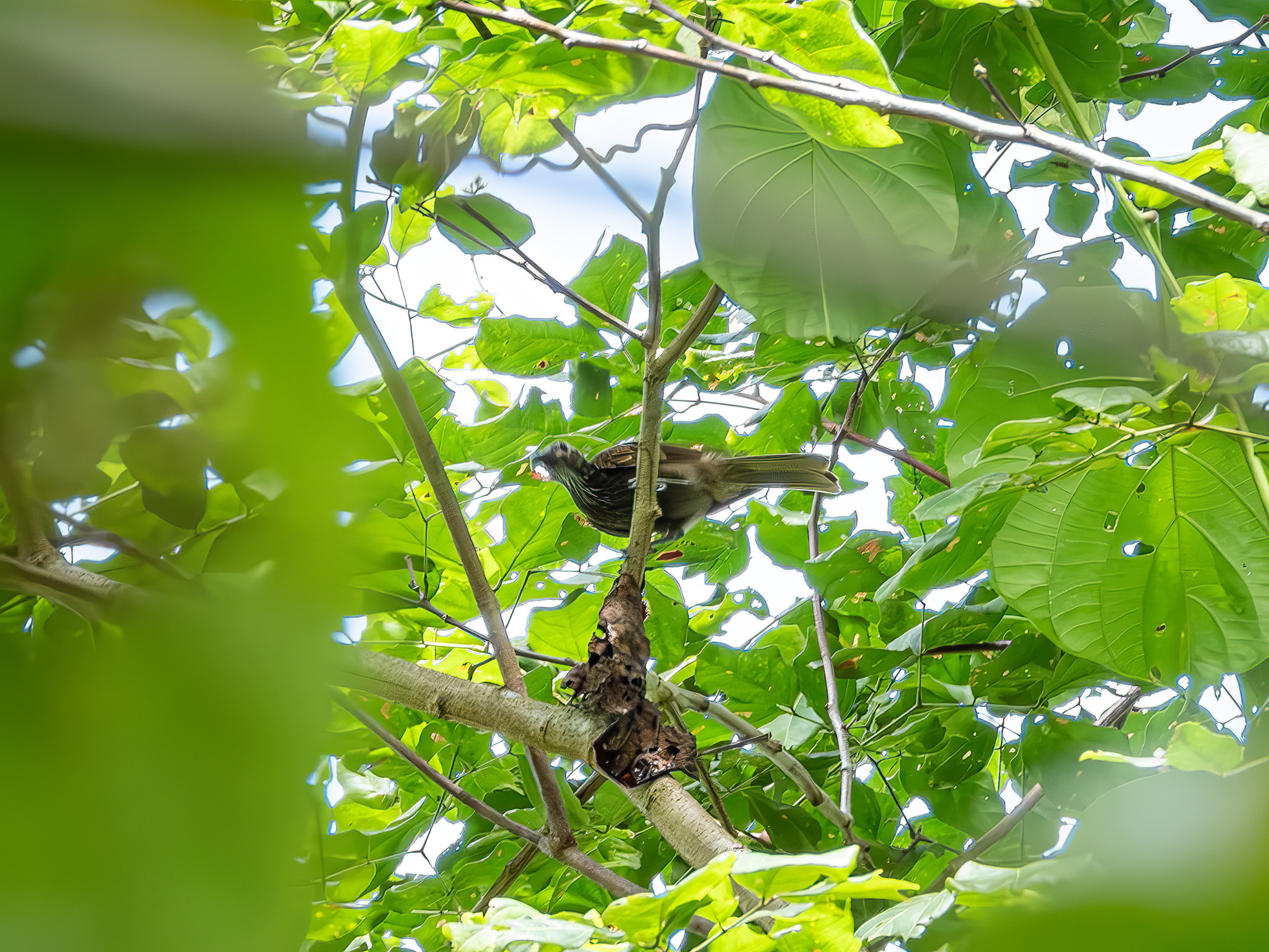 White-streaked Friarbird (Melitograis gilolensis), photo 3