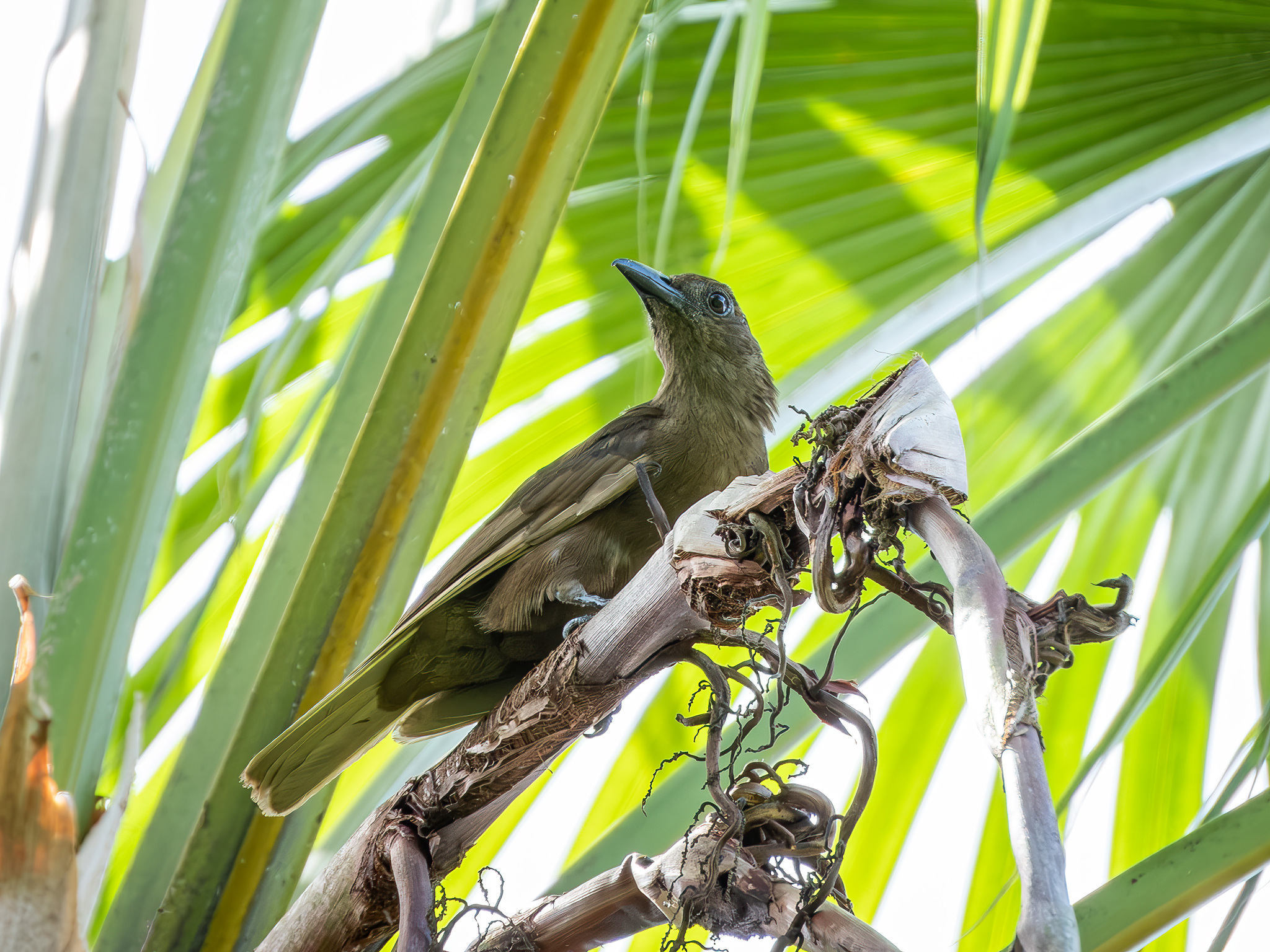 Dusky-brown Oriole (Oriolus phaeochromus), photo 1