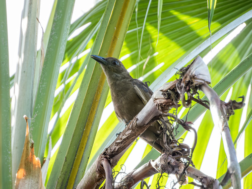Dusky-brown Oriole (Oriolus phaeochromus), photo 2