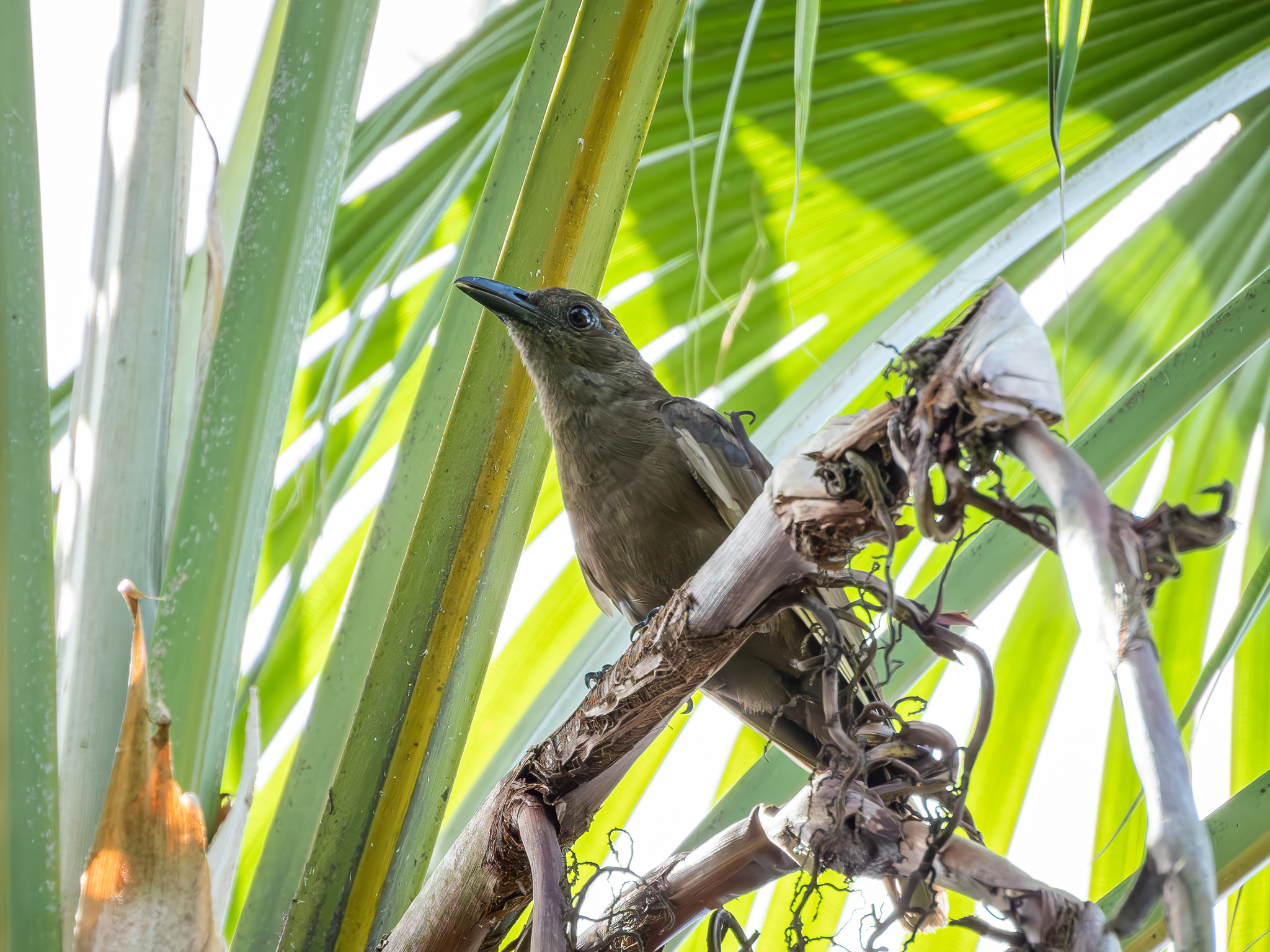 Dusky-brown Oriole (Oriolus phaeochromus), photo 2