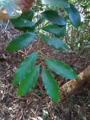 Cryptocarya concinna