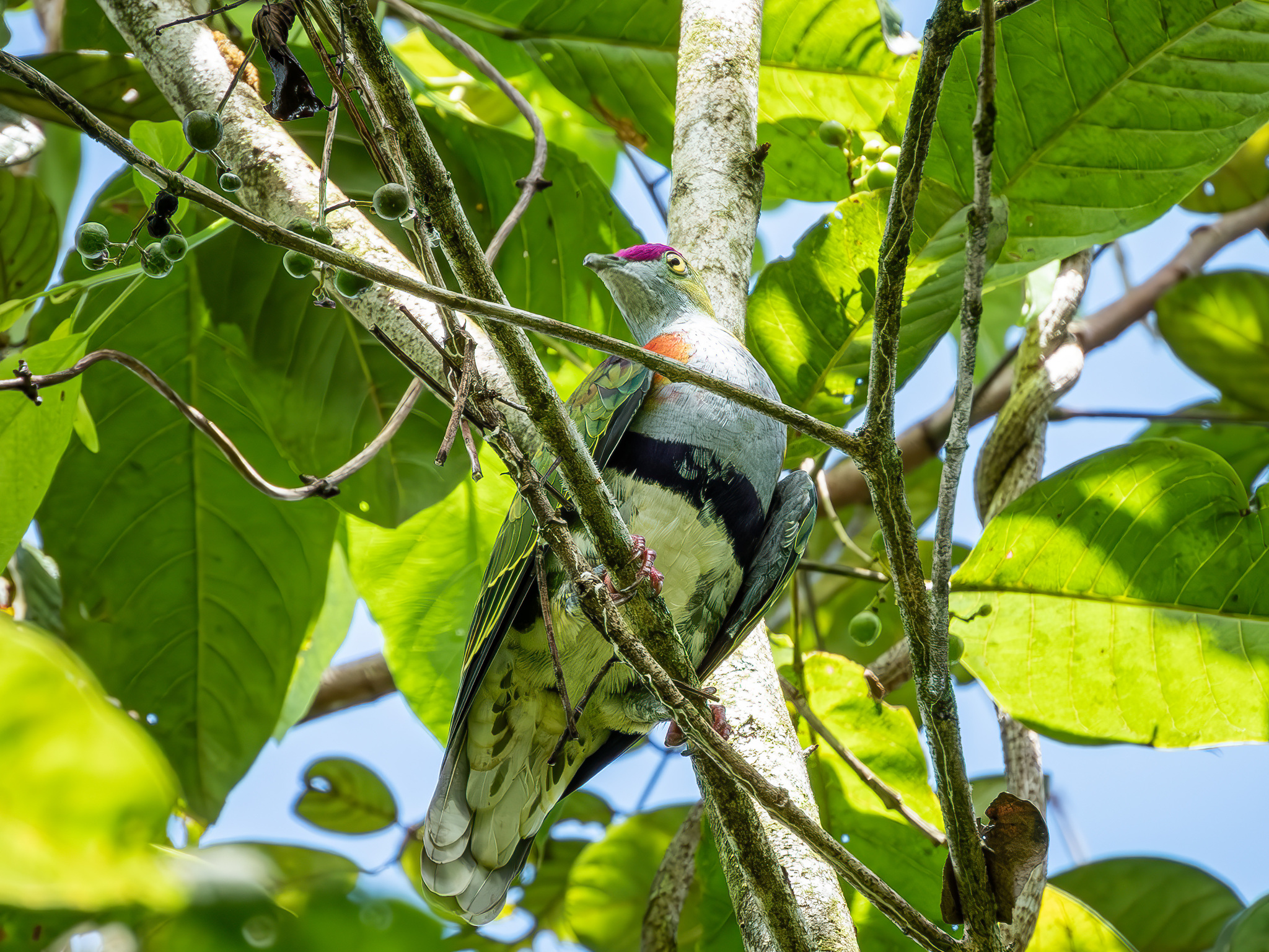 Superb Fruit Dove (Ptilinopus superbus), photo 8