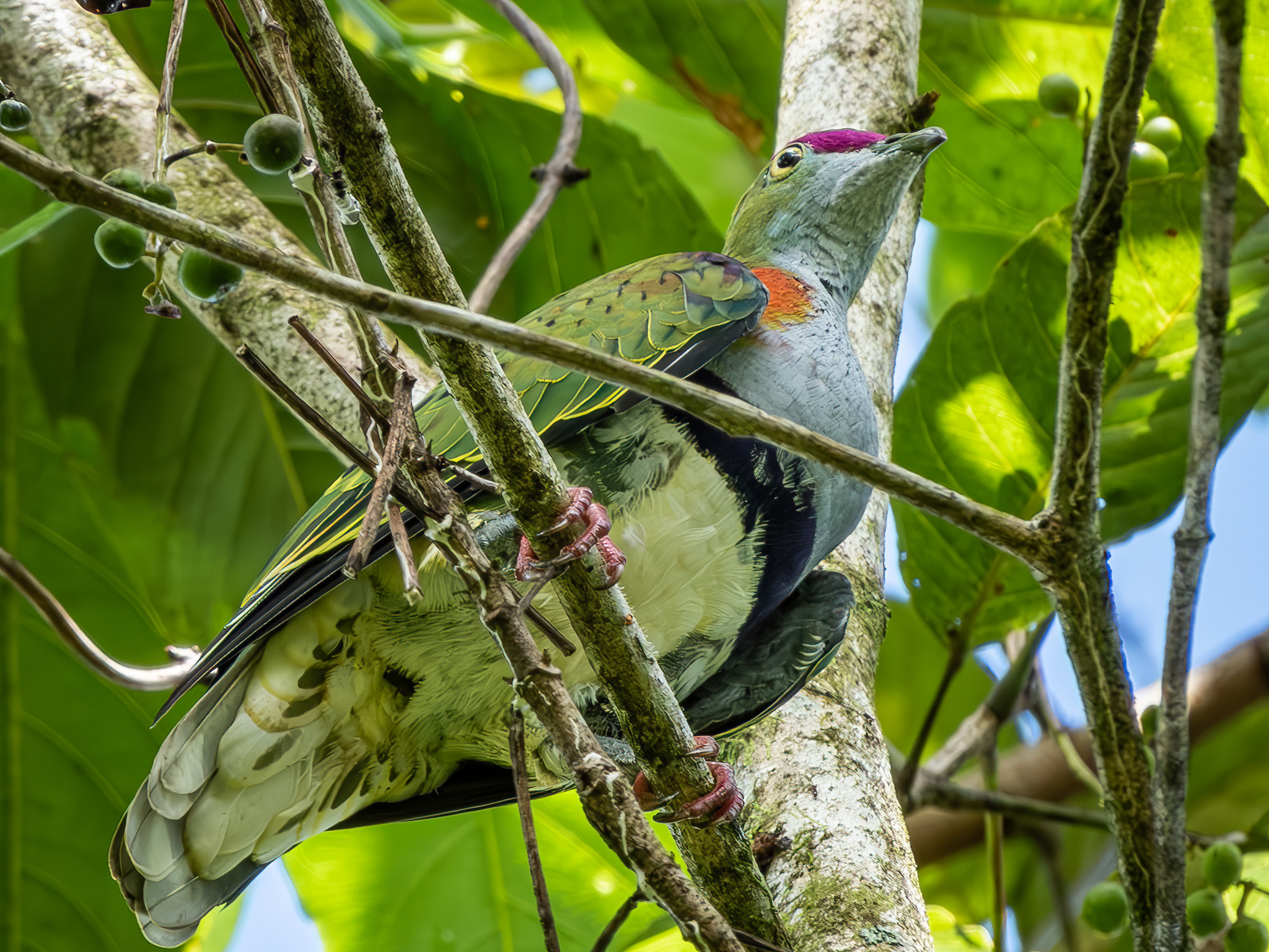 Superb Fruit Dove (Ptilinopus superbus), photo 7