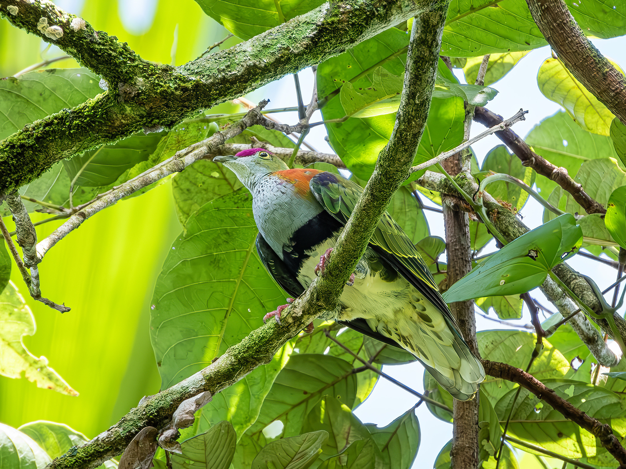 Superb Fruit Dove (Ptilinopus superbus), photo 6