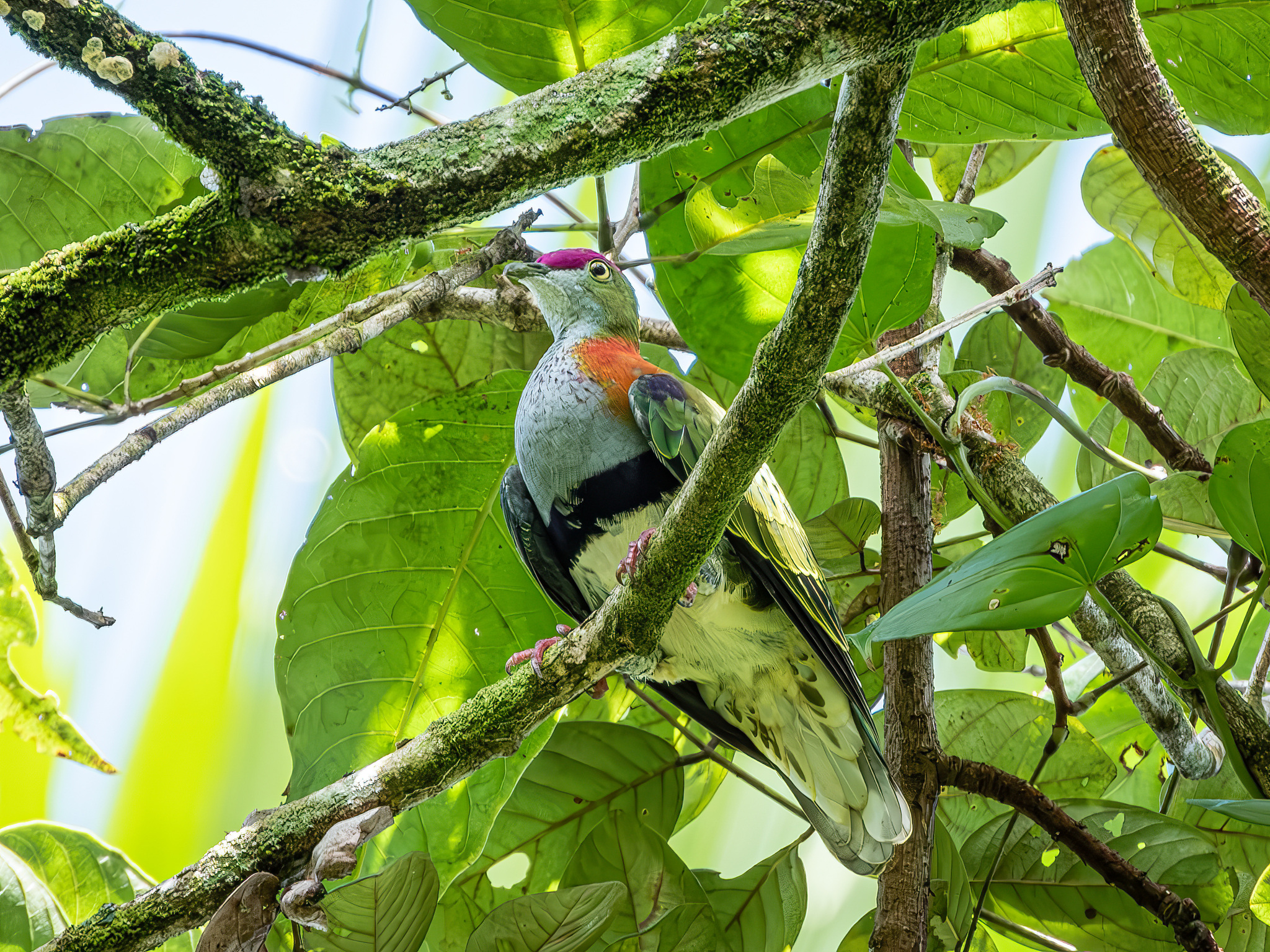 Superb Fruit Dove (Ptilinopus superbus), photo 5
