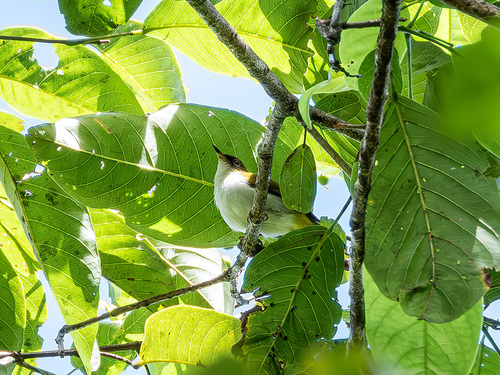 Cream-throated White-eye (Zosterops atriceps), photo 4