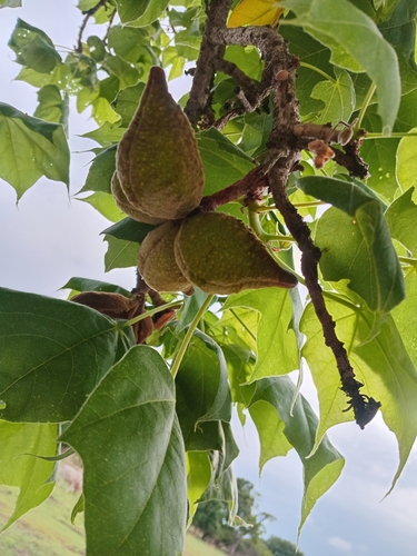 Sterculia setigera