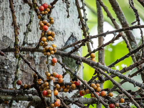Halmahera Flowerpecker (Dicaeum schistaceiceps), photo 2