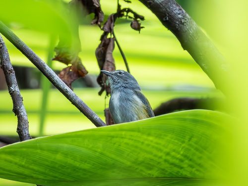 Halmahera Flowerpecker (Dicaeum schistaceiceps), photo 5