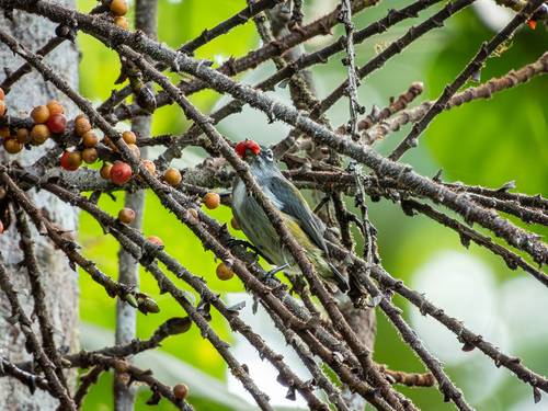 Halmahera Flowerpecker (Dicaeum schistaceiceps), photo 2