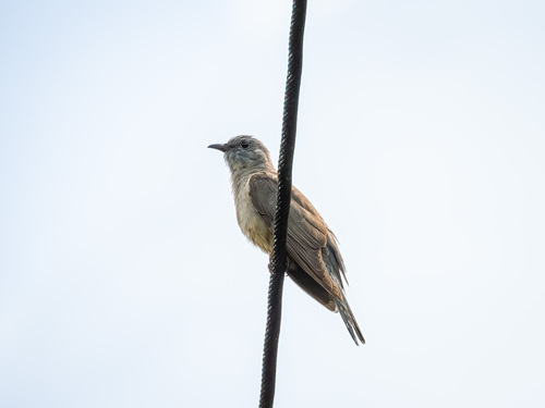 Cacomantis variolosus