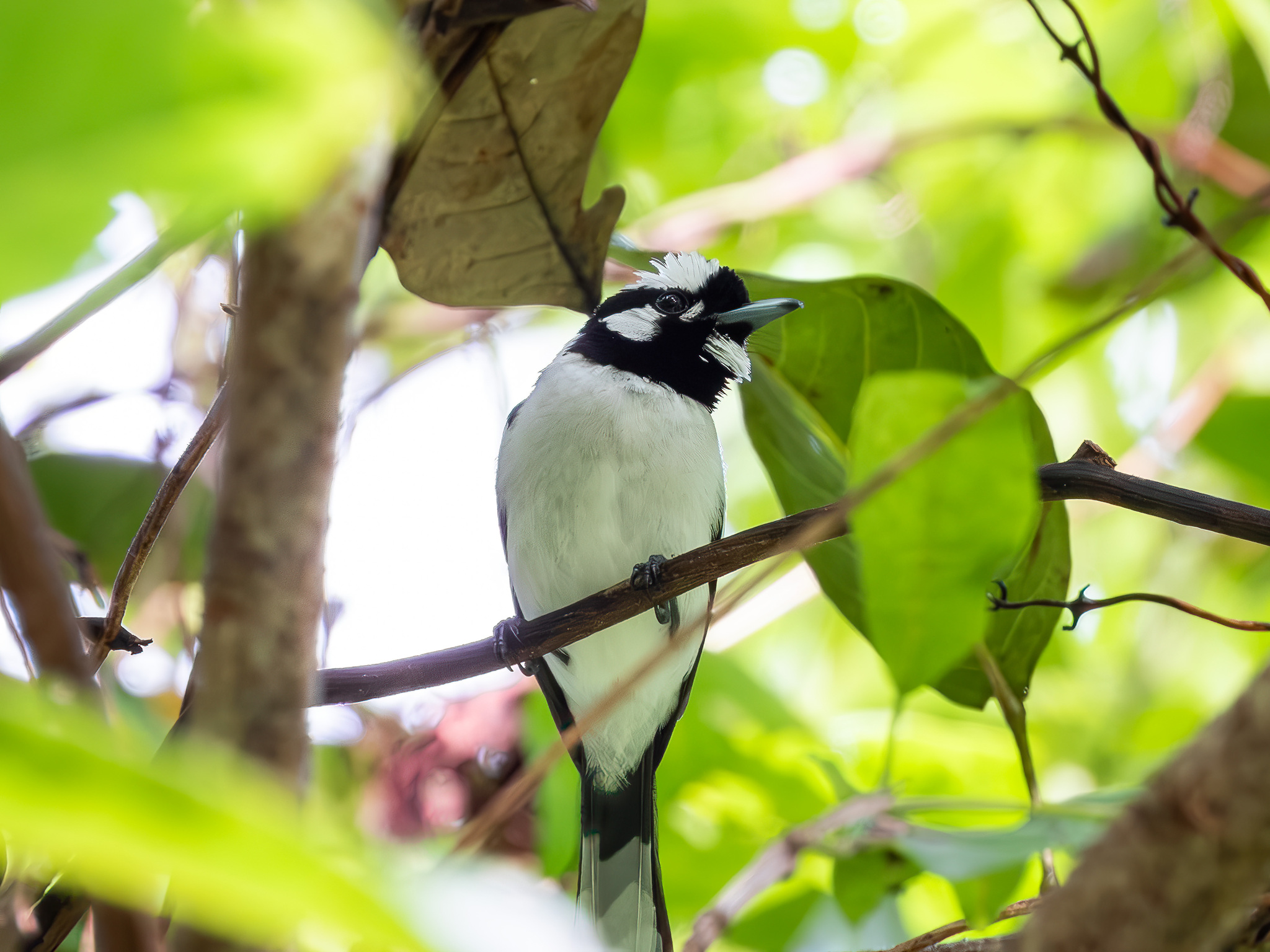 White-naped Monarch (Carterornis pileatus), photo 4