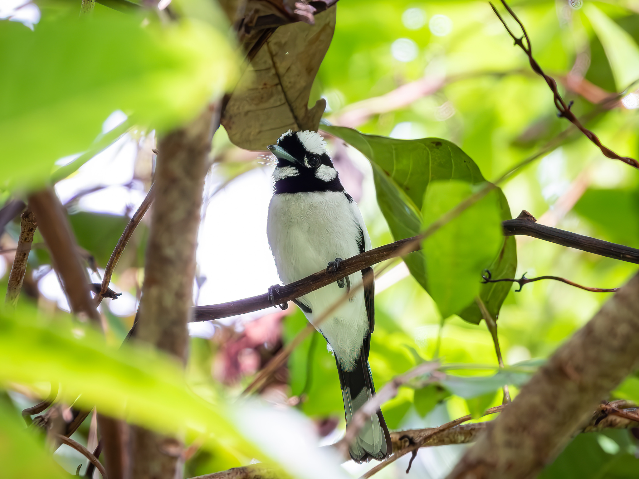 White-naped Monarch (Carterornis pileatus), photo 3