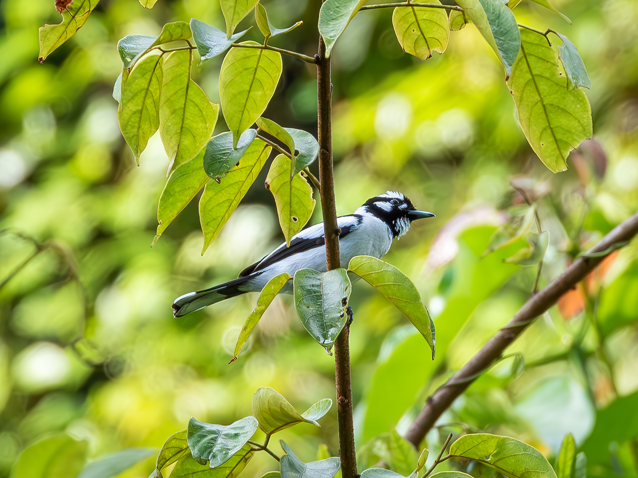 White-naped Monarch (Carterornis pileatus), photo 2