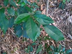 Glycosmis parviflora