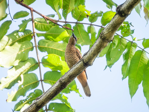 North Moluccan Cicadabird (Edolisoma grayi), photo 3