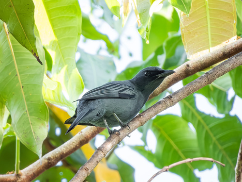 North Moluccan Cicadabird (Edolisoma grayi), photo 4